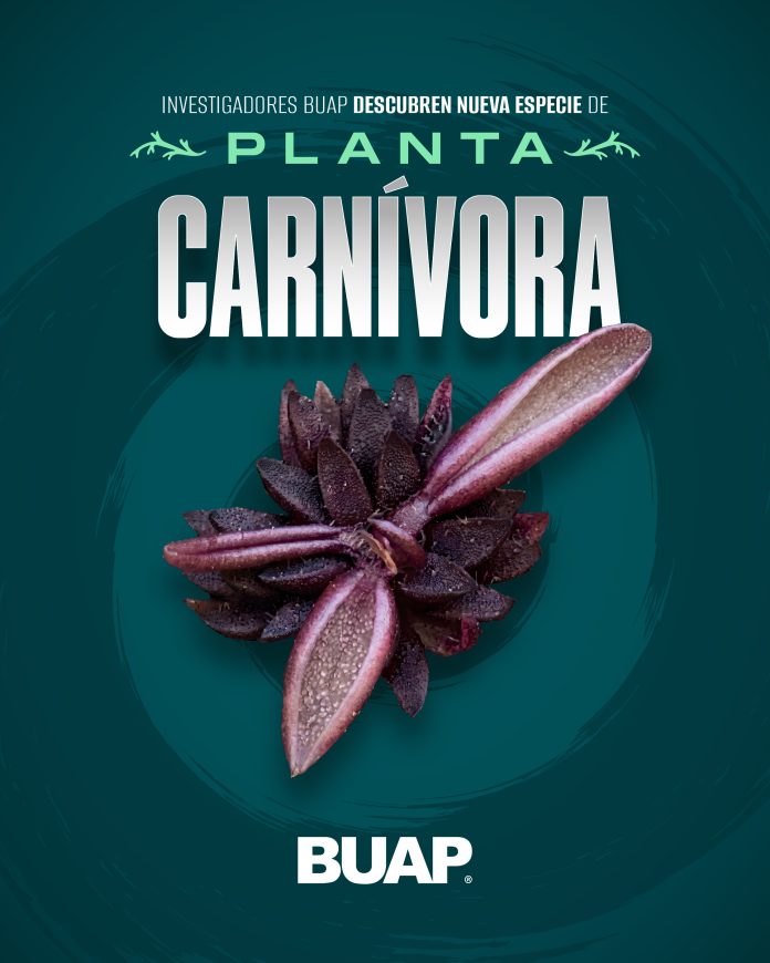 Planta carni╠üvora_CARRUSEL-01